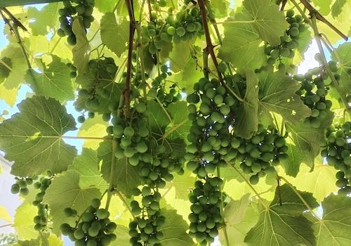 Weintrauben im Garten
