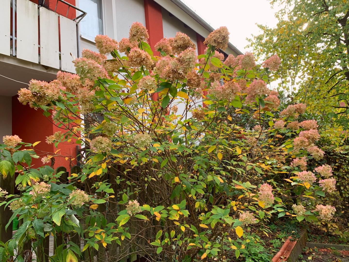 Große Bauernhortensie