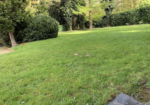 Sonniger Garten