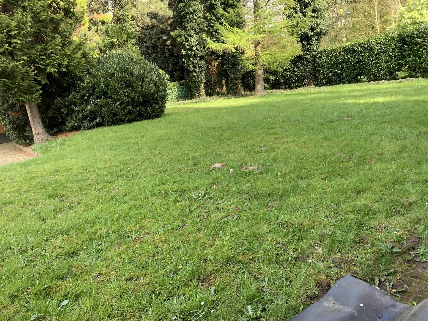 Sonniger Garten