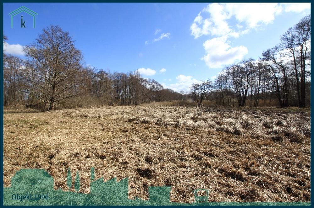 Schilfgrasfläche