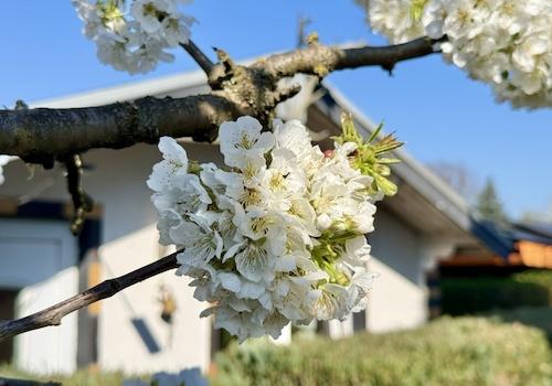 Gartenimpression