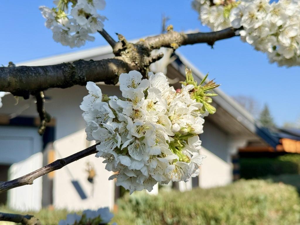 Gartenimpression