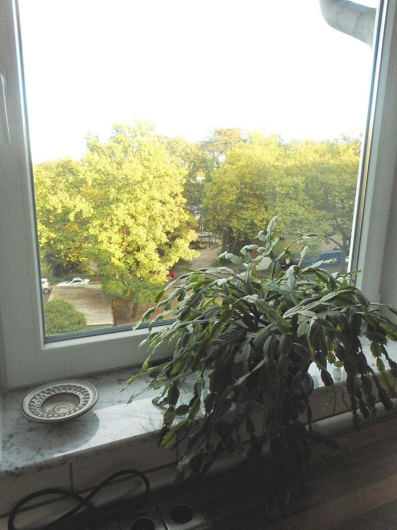Blick aus dem Küchenfenster