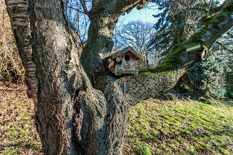 Vogelhäuschen in einer Astgabel