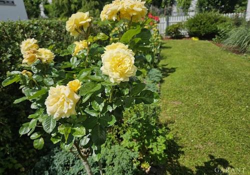 blühende Rosen