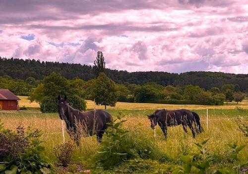 Blick aus dem Garten
