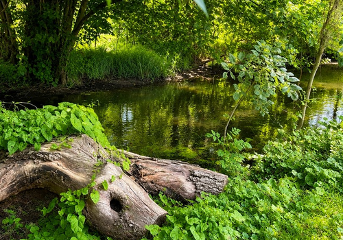 Natur pur
