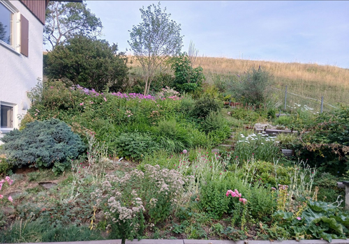 Gemeinschaftsgarten