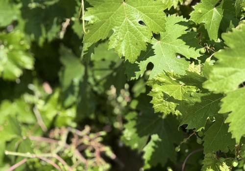 Weinreben