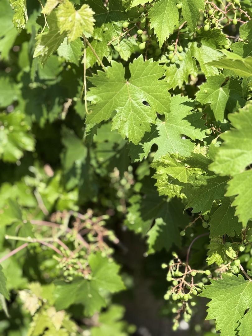 Weinreben