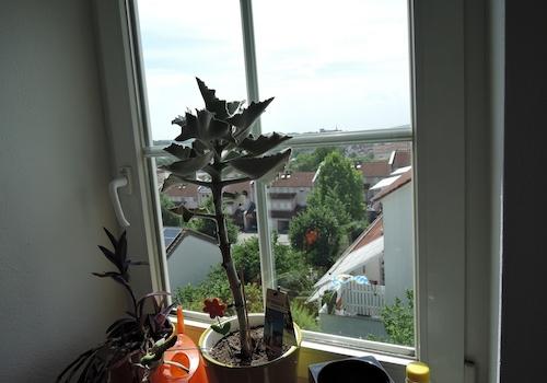 Blick Fenster-Schlafen/West