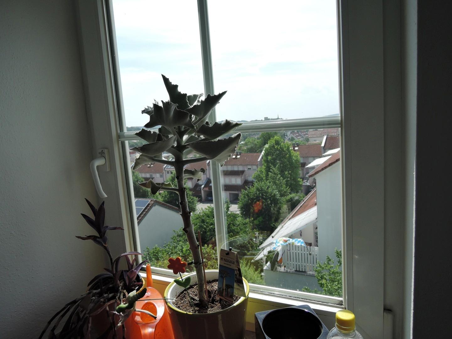 Blick Fenster-Schlafen/West