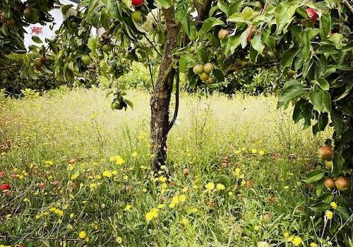 Gartenwiese mit Apfelbaum
