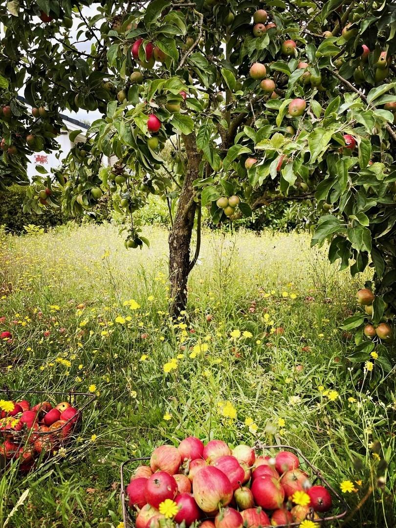 Gartenwiese mit Apfelbaum
