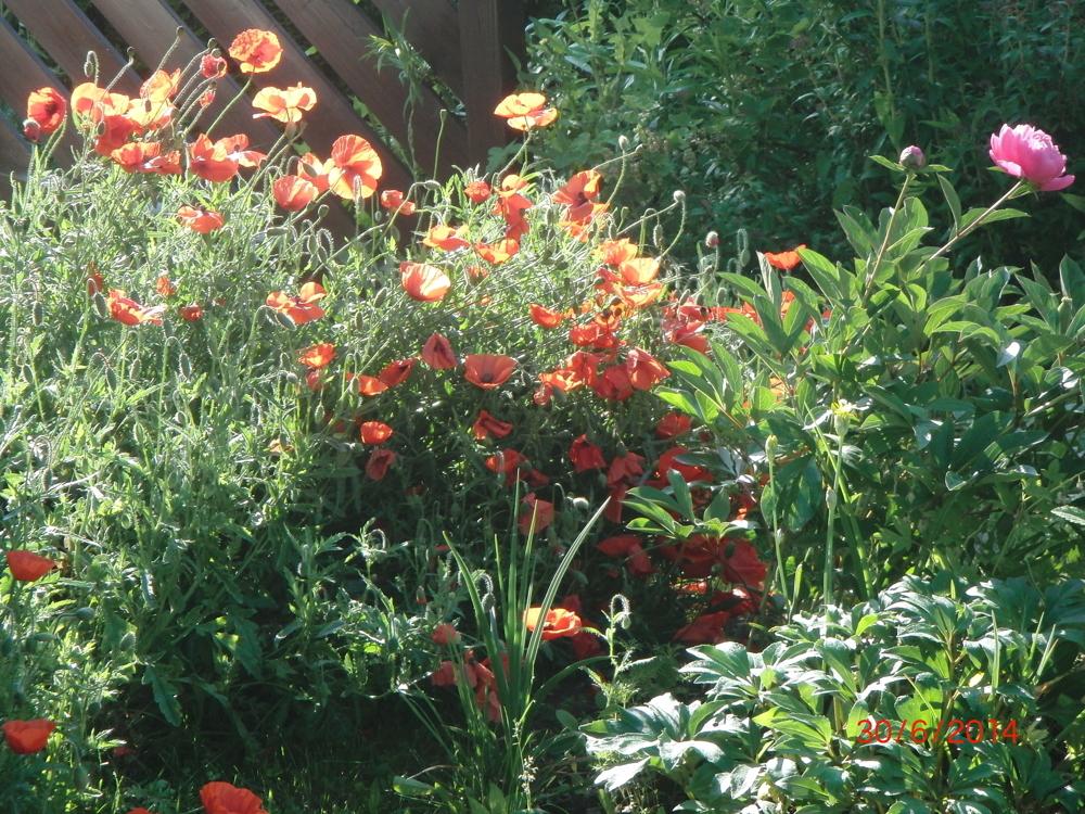Garten zuletzt blühend