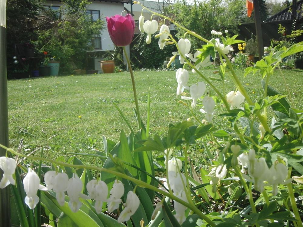 Garten zuletzt blühend