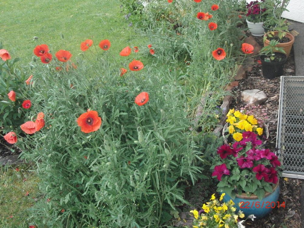 Garten zuletzt blühend