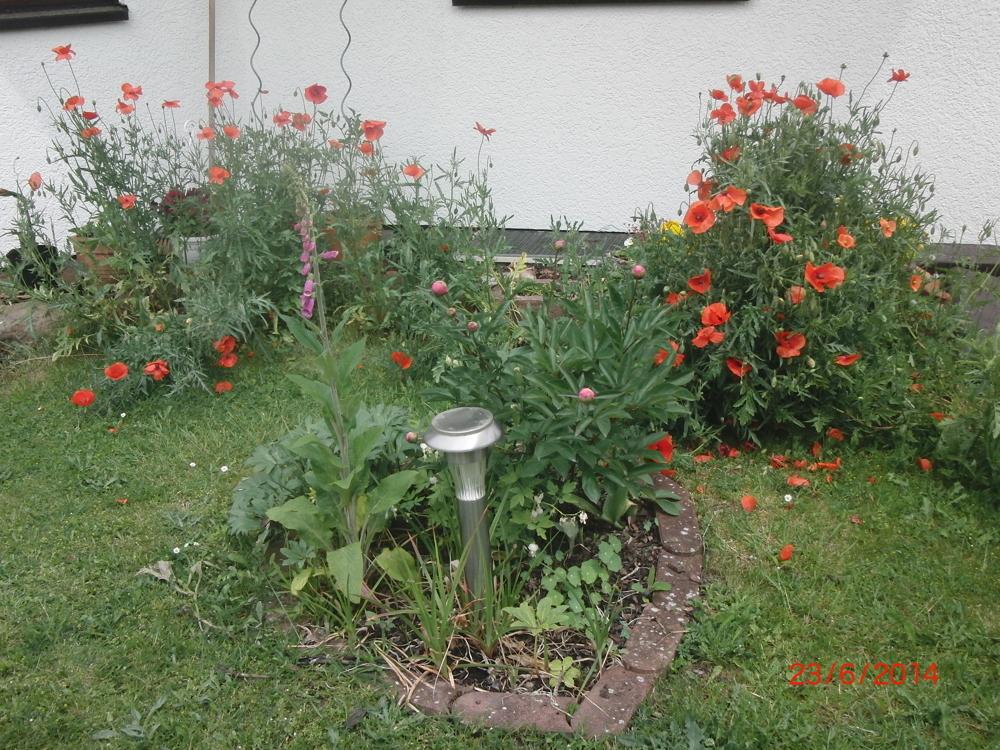 Garten zuletzt blühend