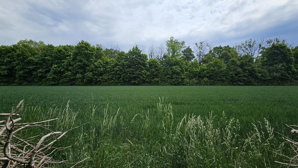 Feld hinter Grundstück