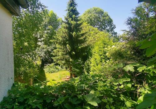 Blick ins Grüne