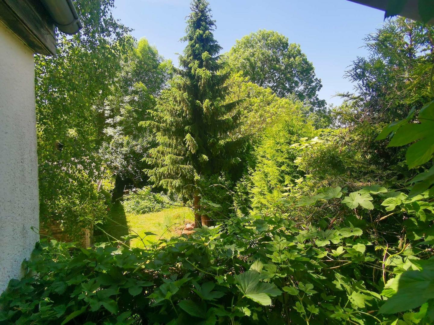 Blick ins Grüne