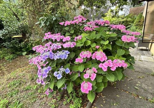 Gartenbepflanzung