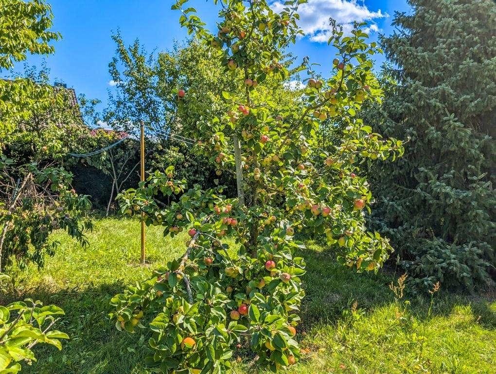 Prallgefüllter Apfelbaum