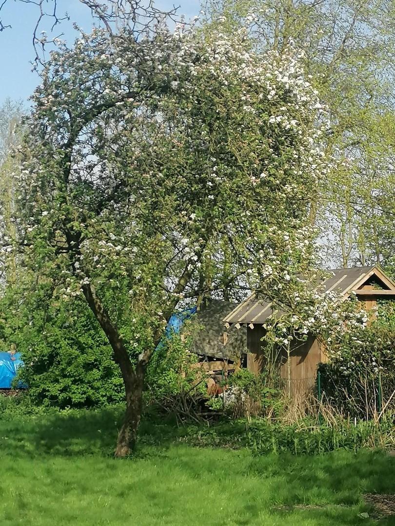 Apfelbaum - Tennisschlägerform