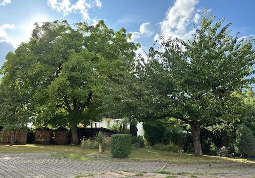 Nussbaum und Kirschbaum