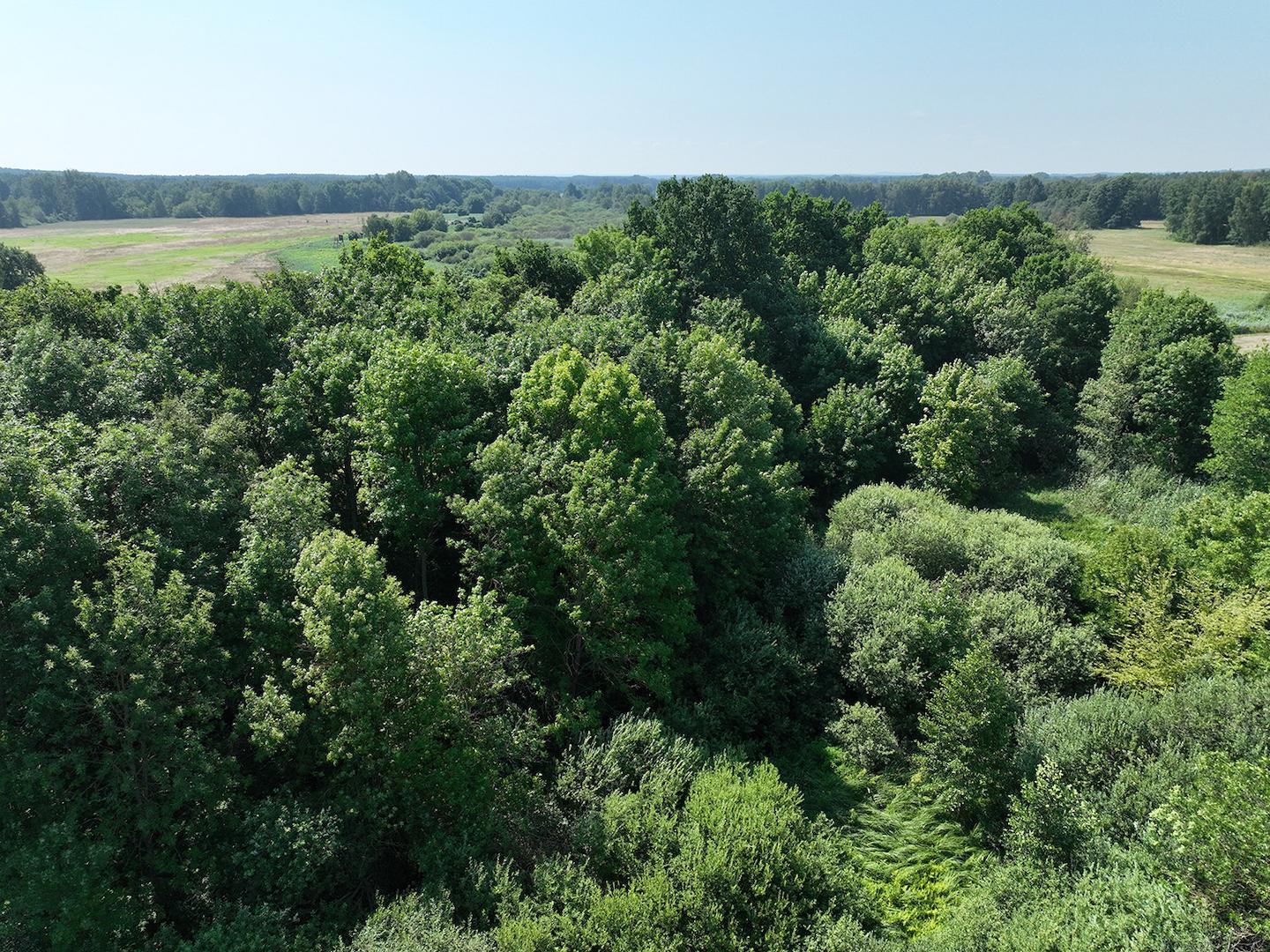 Blick auf die Baumkronen 