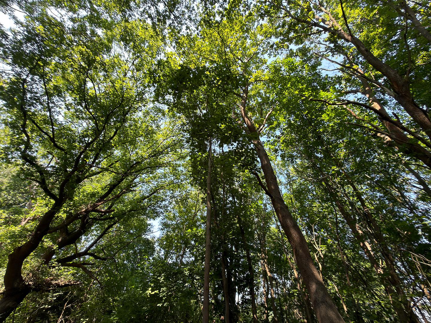 Blick in die Baumkronen 