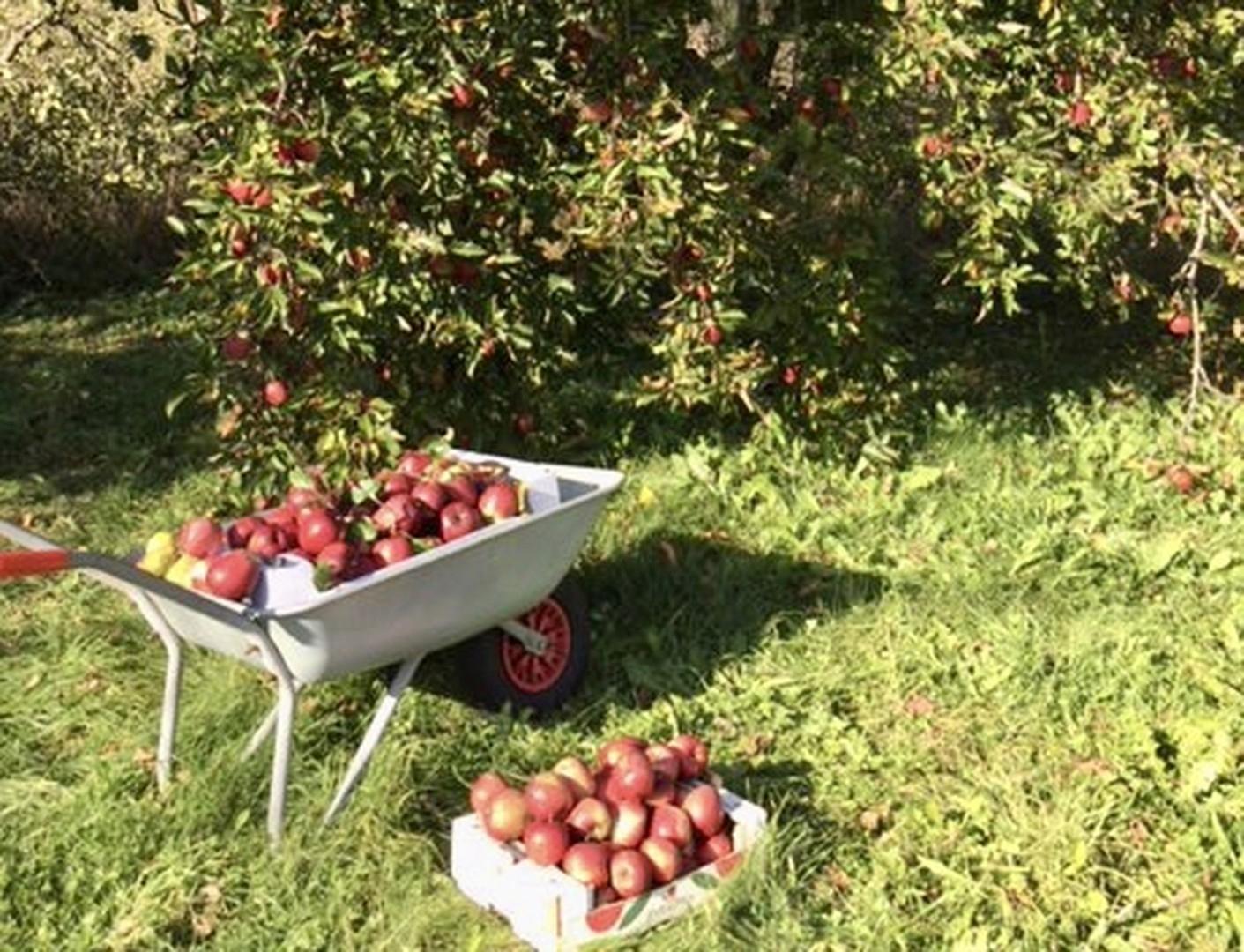 Separater Obstgarten