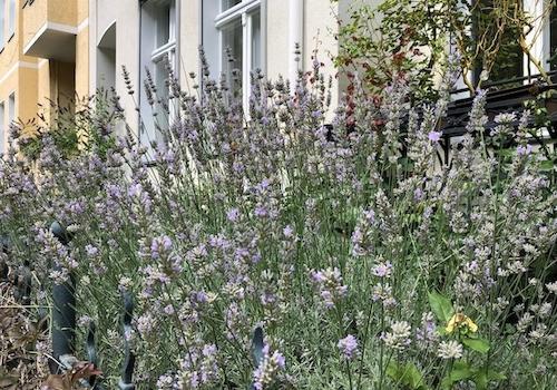 Der Lavendel