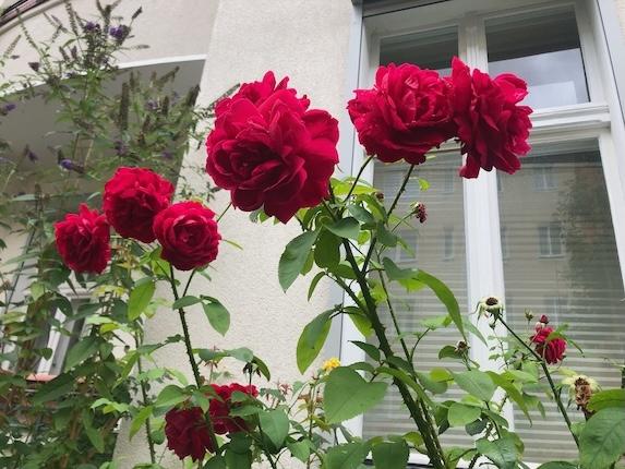 Die Rosen