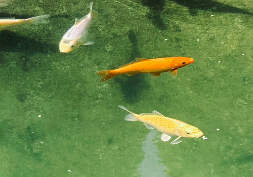 Koi
