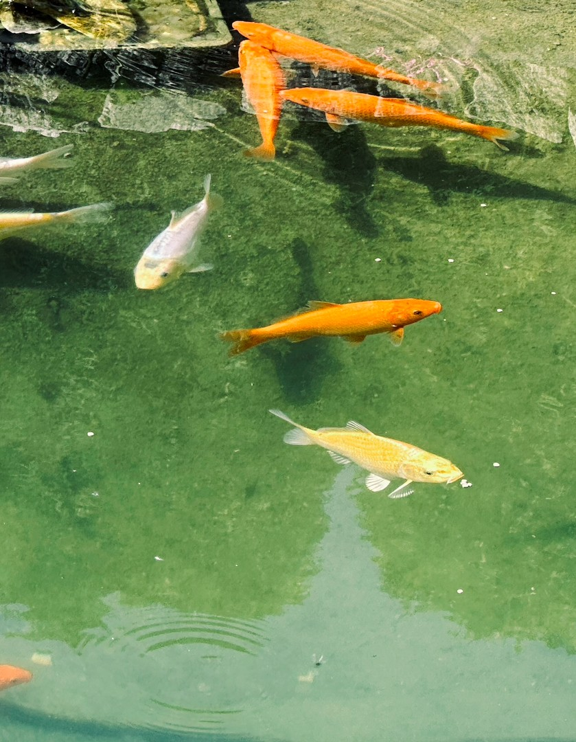 Koi