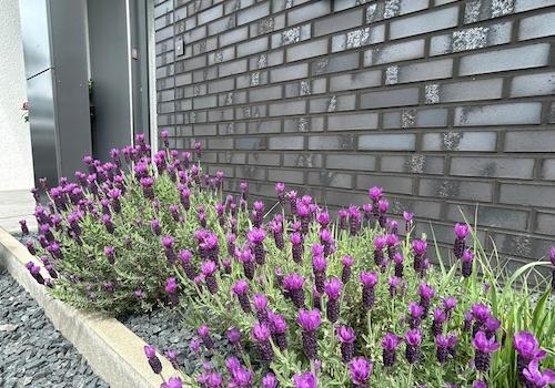 Eingangsbereich mit Lavendel