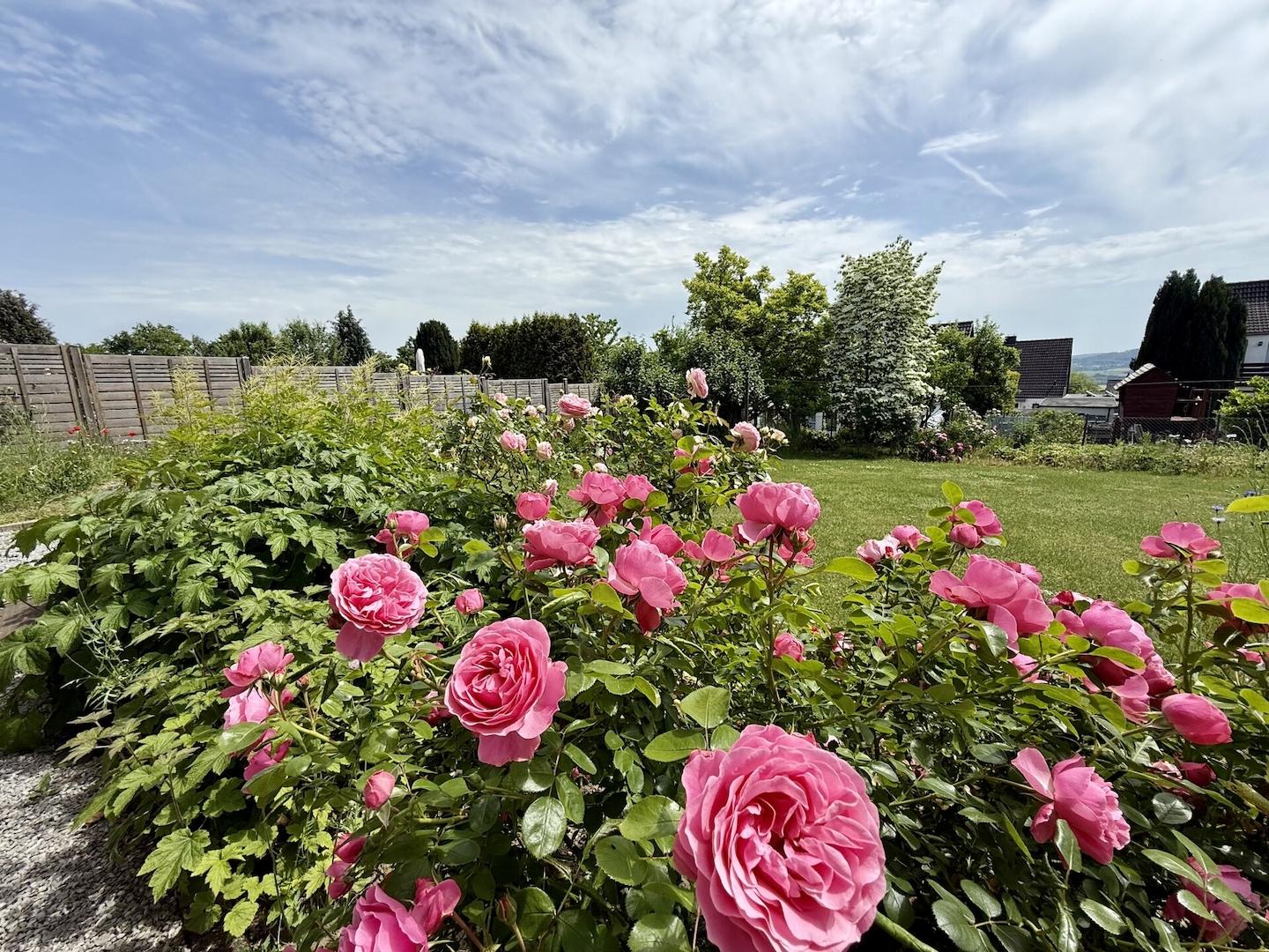 Gartenimpressionen