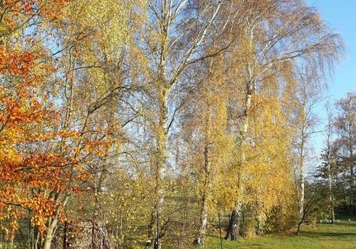 Garten im Herbst