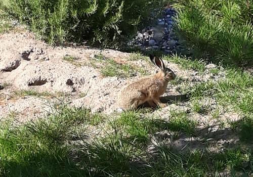 Besucher im Garten