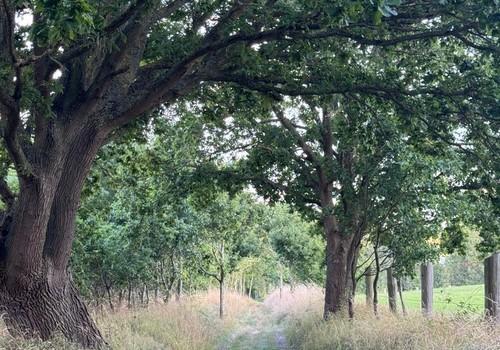 Wald hinterm Haus