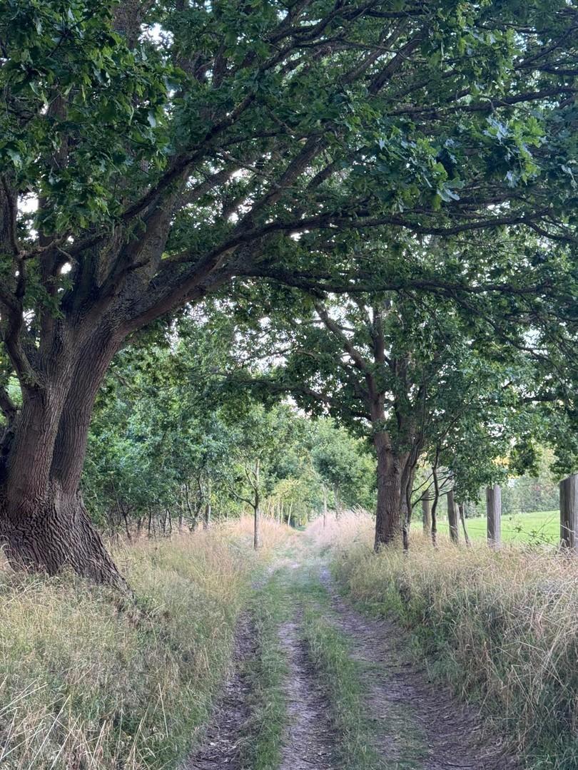 Wald hinterm Haus
