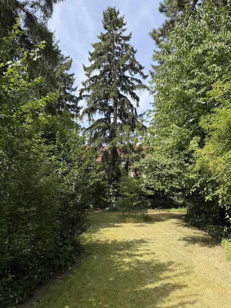 Blick in den Garten 2