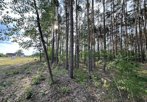 Angrenzender Wald