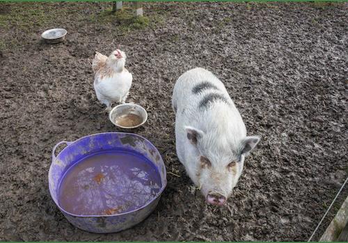 Schweinchen und Huhn - mittlerweile ausgezogen