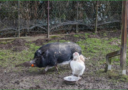 Schweinchen im Garten