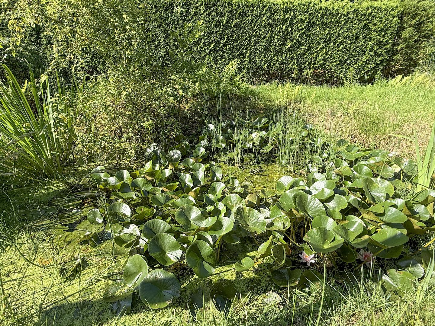 Teich