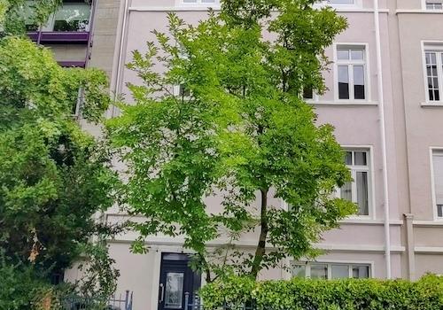 Gründerzeithaus mit Magnolie