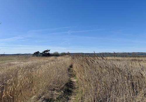 Weg zum Haff (2 km entfernt)